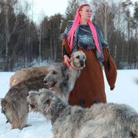 irish_wolfhounds_kazan