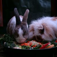 smaragds_pfotenclub