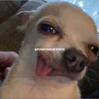 funnymemeperte