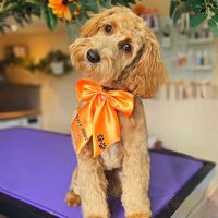 pennyddoodle