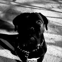 thor999bigboss