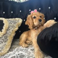 canicusufletdecatel