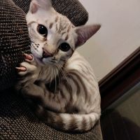 simba1mes