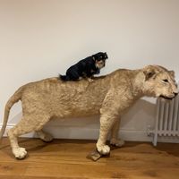 dogs_andpups