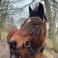 horses.x141