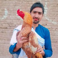 hamadalishah75
