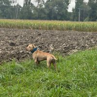 workingbloods_kennel