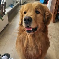 muffin_thegoldenr