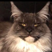 animal_madness_2026