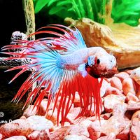 bettas.aquarismo