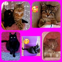 cat.lovers_2025