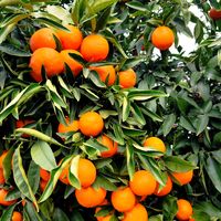 az_agricola92
