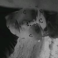molnar_dominik