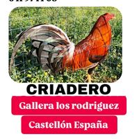 gallera.de.los.ro