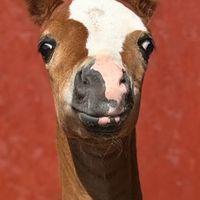 horses.andponys
