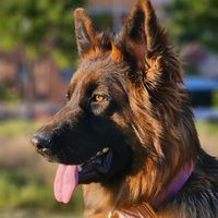 noah_germanshepard24