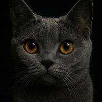 sarathecatt_
