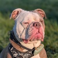 oggythebully