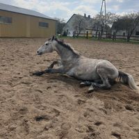 martx_equestrian