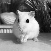 loz_cozypaws_pets