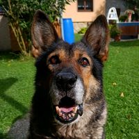 germanshepherd._life