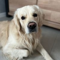 rio_legoldenretriever