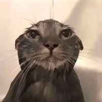 kvara7777777777777
