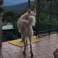 whiteandpippi