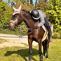 zuzaa_horses