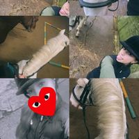 horses1289