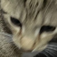 kittytokky25