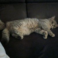 lissymeinekatze