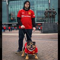 rupert_english_bulldog