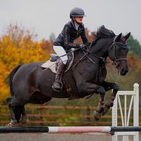 chloeshowjumper