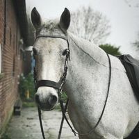 eq.prinnieee