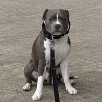 ethan.amstaff