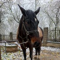 fanta_4413