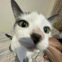 silviu_45