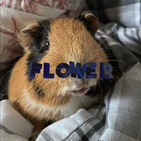 flowerr.editzz