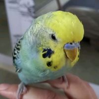 lannieelira
