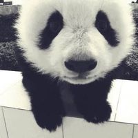 tii.fltshyx