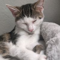 patrizia_lunacat