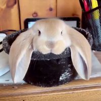 french.bunny