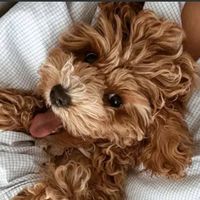 bandido_796
