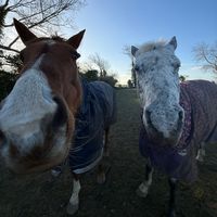 ellamarie.equine
