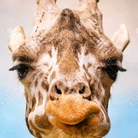 girafemamieaisaac