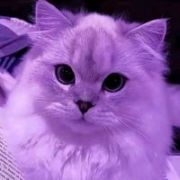 diesyiren_111332_6
