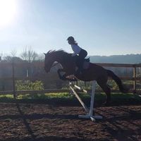 filesandthehorses